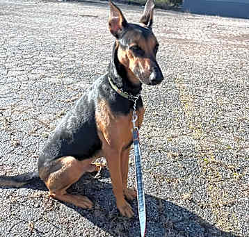 Photo of Jango