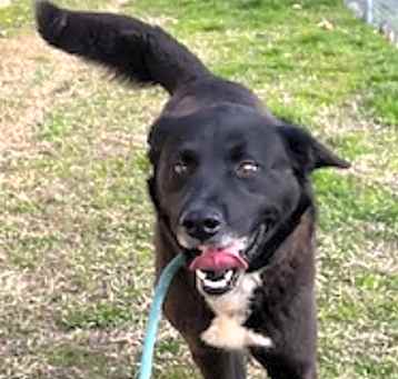 Photo of Pebbles URGENT !!!!