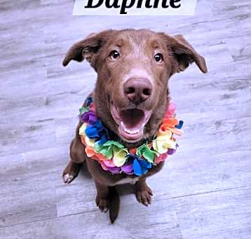 Photo of Daphne