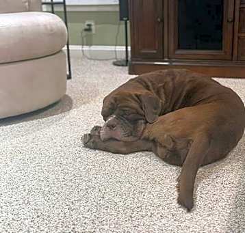 Photo of Moose (Mastiff)