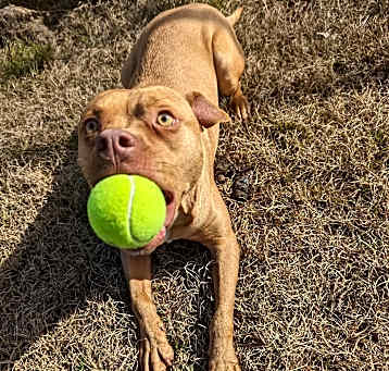 Photo of Oscar