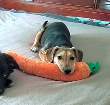 Photo of Lily Easter Litter