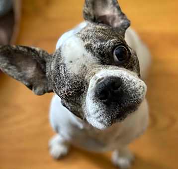 Photo of Tater