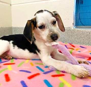 Photo of Piper