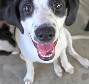 Photo of Angel - Puppy of Penny