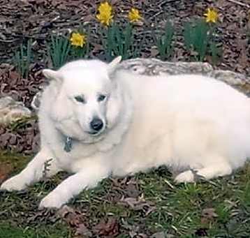 Photo of Angel