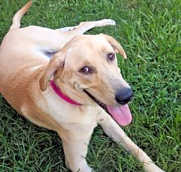 Photo of Penny (Pinky)