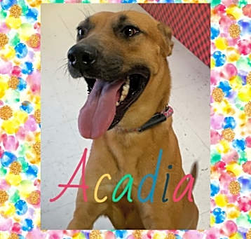 Photo of Acadia