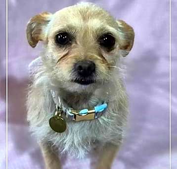 Photo of Lola