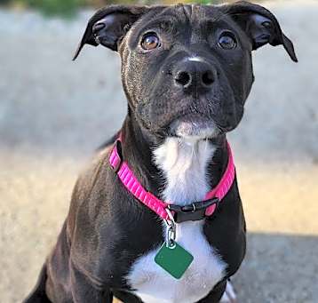 Photo of Cleopatra *SPONSORED TRAINING*