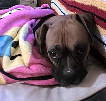 Photo of Sammy
