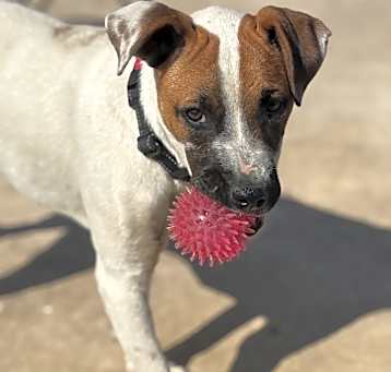 Photo of Peanut