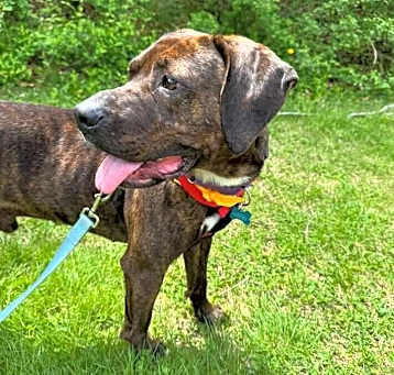 Photo of Rocko