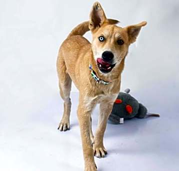 Photo of Stella