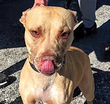 Photo of Honey