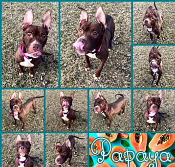 Photo of Papaya