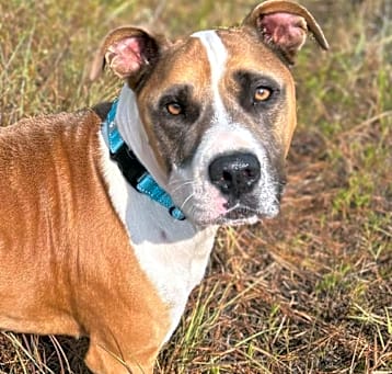 Photo of Cowboy