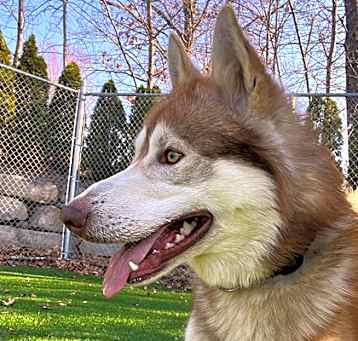 Photo of Barron-stray
