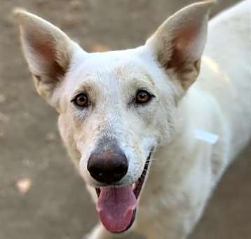 Photo of IVORY