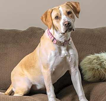 Photo of Nilla Wafer