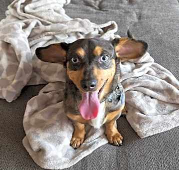 Photo of Nacho
