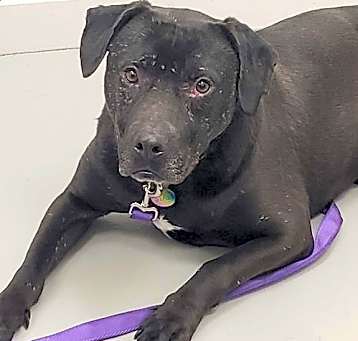 Photo of Stan (Bonded Pair with Happy)