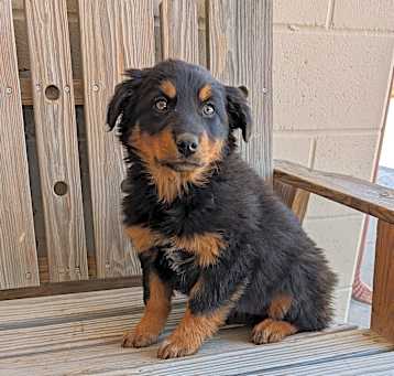 Photo of Nova