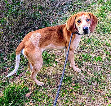 Photo of Goose