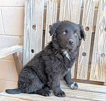 Photo of Gypsy