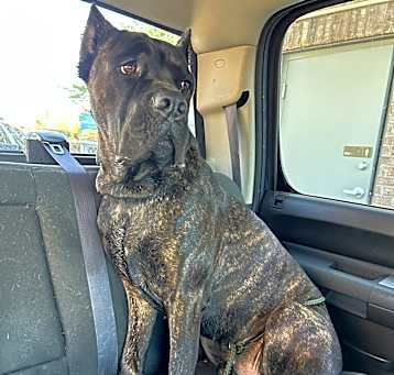 Photo of Smokey