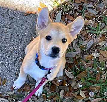 Photo of Patou