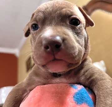 Photo of Rose