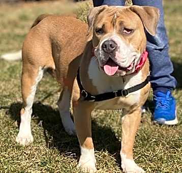 Photo of Power (in foster)