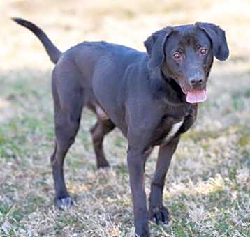 Photo of Buddy