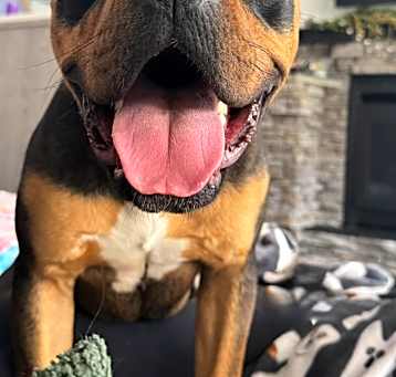 Photo of Brutus