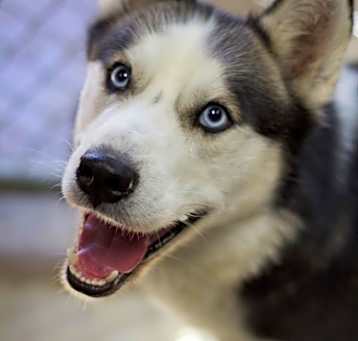 Photo of Bodhi