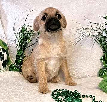 Photo of Polly