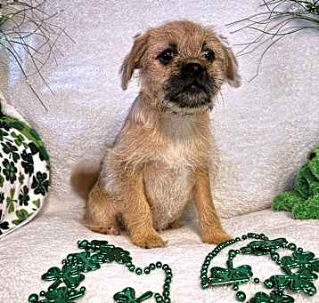 Photo of Petunia