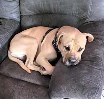 Photo of Gunner