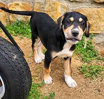 Photo of Rolo