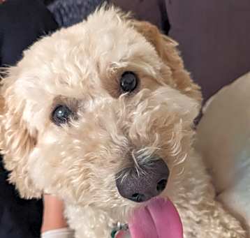 Photo of Teddy