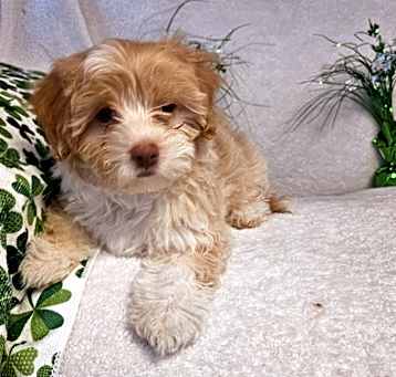 Photo of Clover