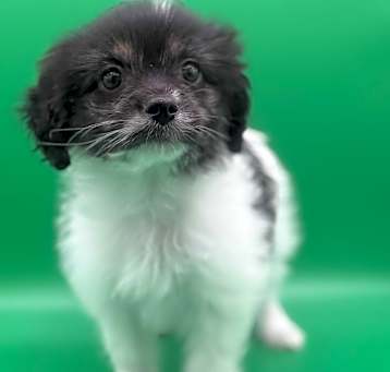 Photo of DAISY
