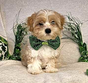 Photo of Finnegan