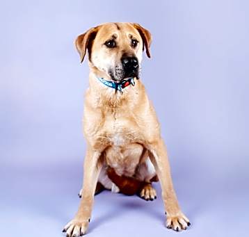 Photo of Stella