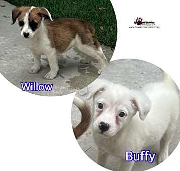 Photo of Buffy & Willow