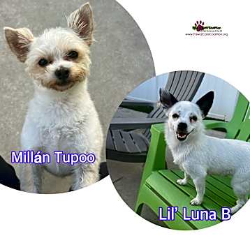 Photo of Luna & Millán