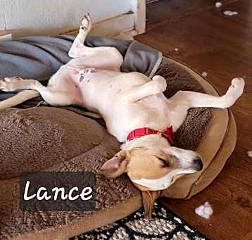 Photo of Lance