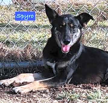 Photo of Spyro