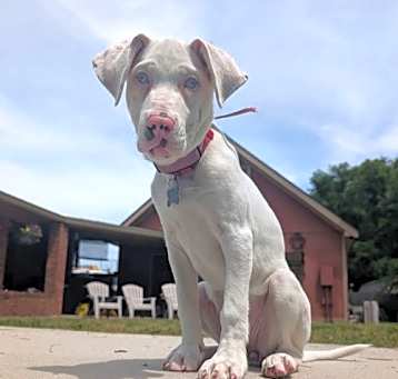 Photo of Adora